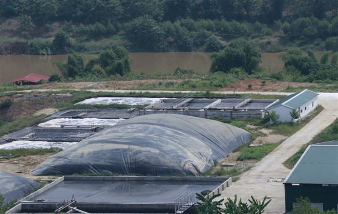 Yên Bái: Trang trại lợn công nghệ cao gây ô nhiễm, người dân bức xúc ảnh 1