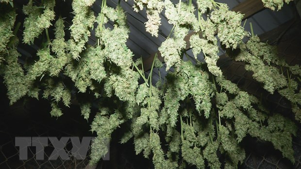 Bắt giữ nhiều đối tượng vi phạm pháp luật liên quan đến ma túy ảnh 1