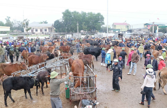 Chợ Ú, chợ đầu mối trâu bò thuộc diện lớn nhất Đông Nam Á. (Ảnh: Nguyễn Oanh/TTXVN) Thông tin về quy trình kiểm dịch nhập khẩu trâu, bò qua biên giới ảnh 1