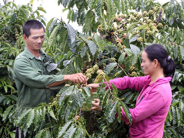 Ngành càphê đối mặt nhiều khó khăn trong vụ mới ảnh 1