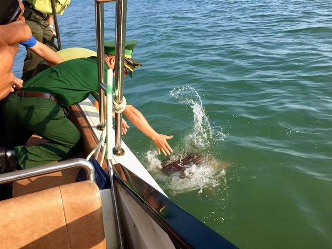 Quảng Ninh: Thả cá thể rùa quý hiếm về môi trường tự nhiên ảnh 1