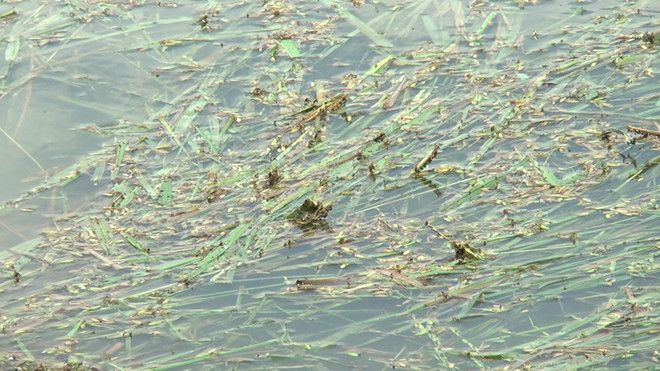 Ứng phó với lũ sớm khi đồng bằng sông Cửu Long vào mùa nước nổi ảnh 1