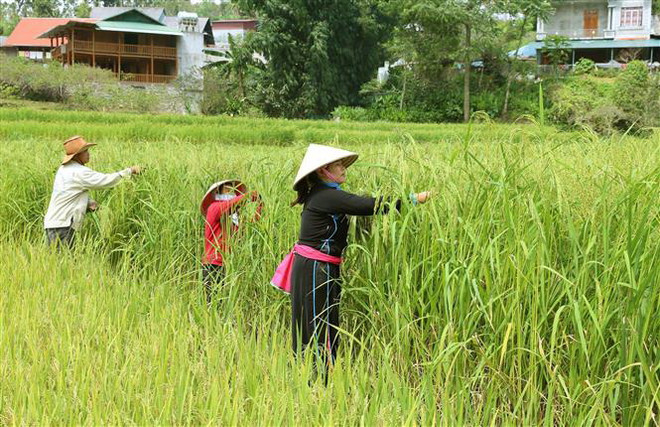 Cao nguyên trắng Bắc Hà khai hội 'Hương cốm mùa Thu vàng' ảnh 1