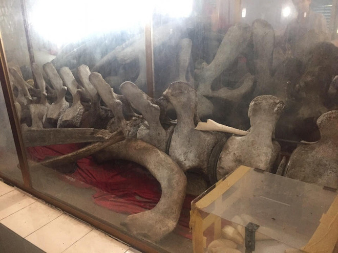 Lạ lùng câu chuyện Cá Ông cứu người ở xứ dừa Bến Tre ảnh 1