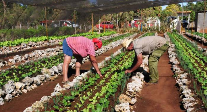 Cuba kêu gọi Mỹ tận dụng tiềm năng hợp tác nông nghiệp giữa hai nước ảnh 1