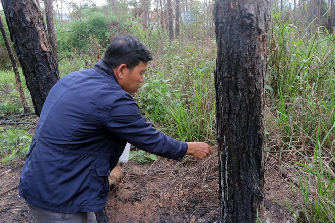 Những khuất tất trong vụ hàng nghìn cây thông ở Lâm Đồng bị hạ độc ảnh 1