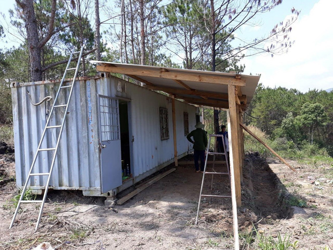 Những khuất tất trong vụ hàng nghìn cây thông ở Lâm Đồng bị hạ độc ảnh 2