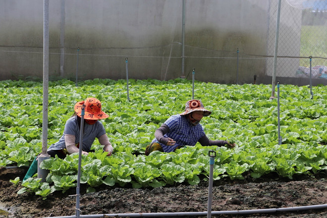 ttxvn_thu hoach rau mau.jpg