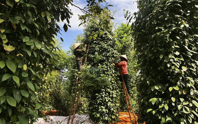 Hồ tiêu Việt Nam mắc kẹt tại Nepal: Vẫn chưa xác định ngày về ảnh 1