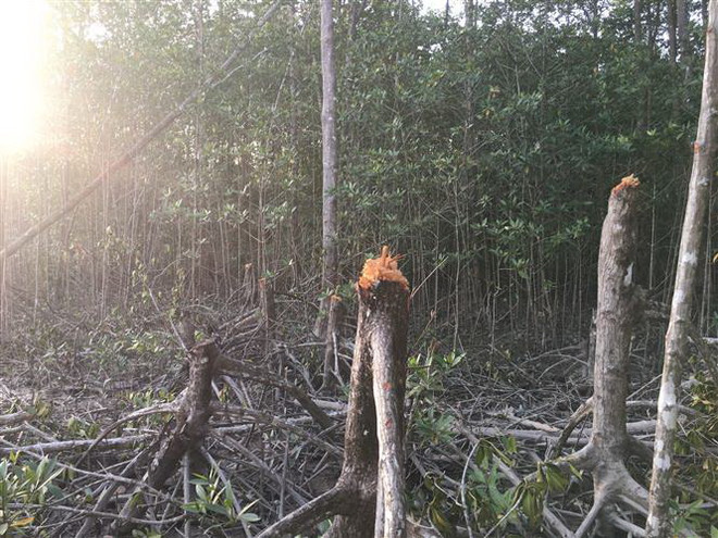 Cà Mau: Kiểm tra vụ rừng phòng hộ xung yếu biển Đông bị chặt phá ảnh 1