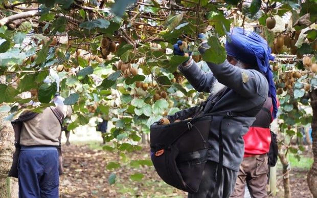 Canada thông báo kế hoạch nhập cư do thiếu lao động ảnh 1