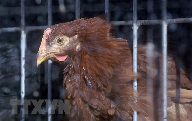 Tây Ban Nha lần đầu ghi nhận trường hợp mắc cúm gia cầm ở người ảnh 1