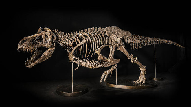 Christie's hủy đấu giá hóa thạch bộ xương khủng long T-rex ở Hong Kong ảnh 1