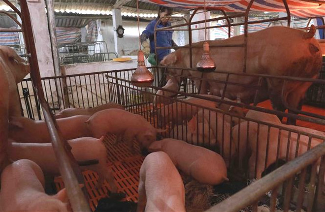Một trang trại chăn nuôi lợn. (Nguồn: TTXVN) 'Nếu thuận lợi, sẽ có vắcxin dịch tả lợn châu Phi vào đầu quý 3' ảnh 2