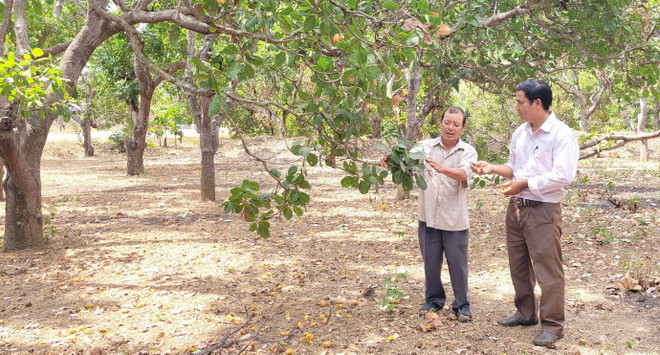 ttxvn_hat dieu 1.jpg