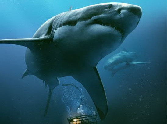 Nội dung bộ phim xoay quanh cuộc chiến kinh hoàng với cá mập. "47 Meters Down": Bộ phim về cuộc chiến kinh hoàng với cá mập ảnh 1
