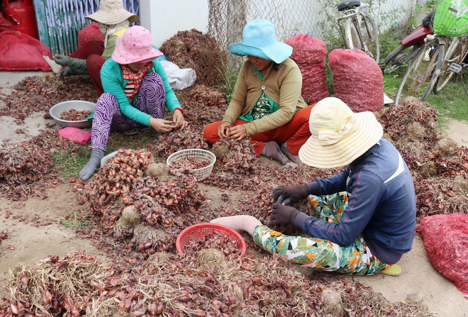Hành tím mất giá mạnh so với năm ngoái, nông dân Ninh Thuận gặp khó ảnh 1