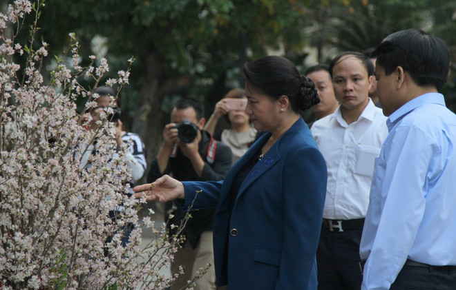 Chủ tịch Quốc hội tham quan triển lãm hoa anh đào tại Hà Nội ảnh 1