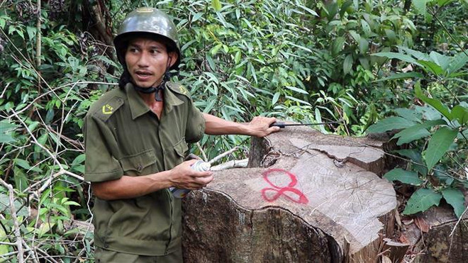 Rừng đầu nguồn Trà Kót ở Quảng Nam bị tàn phá nghiêm trọng ảnh 2