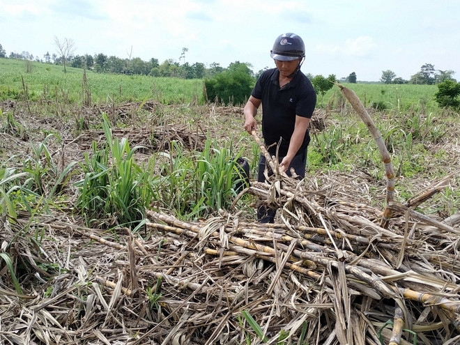 Nhà máy đường Sóc Trăng đã trả hết 100 tỷ đồng tiền nợ nông dân ảnh 1