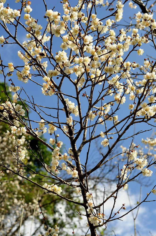 Sắc trắng hoa mơ, hoa mận níu chân du khách khi đến Mộc Châu ảnh 3