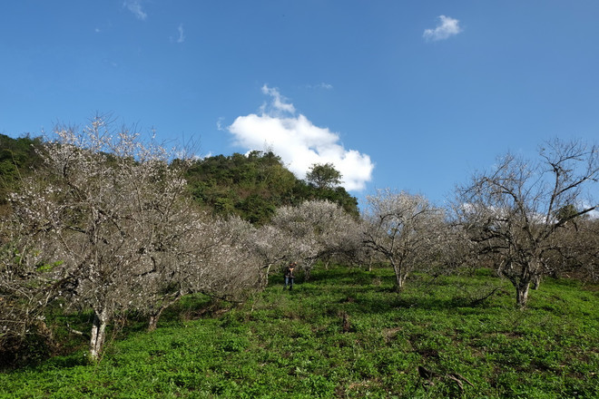 Sắc trắng hoa mơ, hoa mận níu chân du khách khi đến Mộc Châu ảnh 1