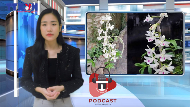 [Audio] Lan đột biến... 'có biến': Nghi vấn chủ vườn ôm tiền bỏ trốn ảnh 1