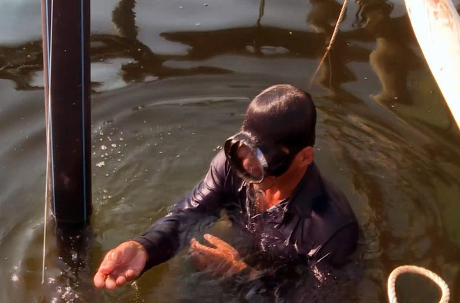 Nguy cơ tôm hùm ở Phú Yên chết hàng loạt do ô nhiễm môi trường ảnh 1