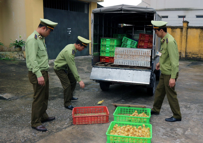 Bắt giữ và tiêu hủy 2.500 con vịt giống nhập lậu từ Trung Quốc ảnh 2