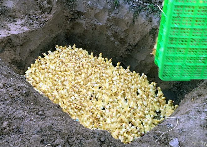 Bắt giữ và tiêu hủy 2.500 con vịt giống nhập lậu từ Trung Quốc ảnh 1