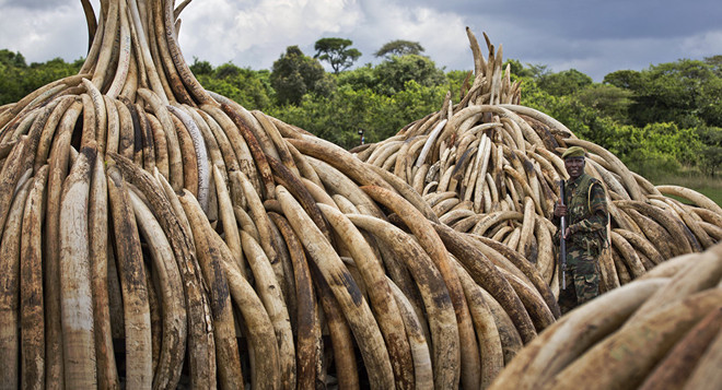 Kenya tiến hành tiêu hủy hơn 100 tấn ngà voi và sừng tê giác ảnh 1