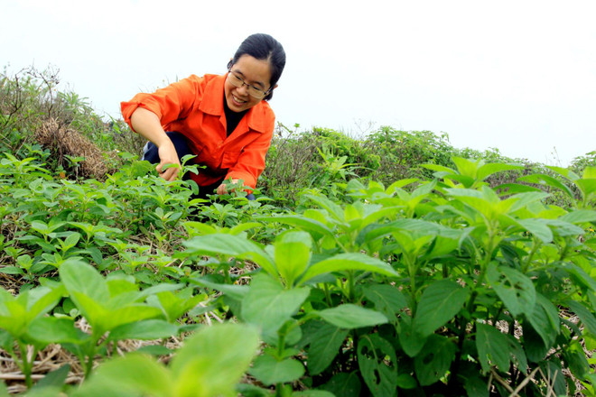 Nữ thanh niên bỏ phố về quê, biến ruộng hoang thành vườn dược liệu ảnh 1