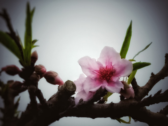 Ngẩn ngơ “sét đánh” với giống đào quý hiếm giá hàng trăm triệu ảnh 3