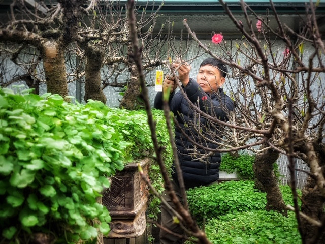 Ngẩn ngơ “sét đánh” với giống đào quý hiếm giá hàng trăm triệu ảnh 4