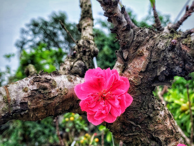 Ngẩn ngơ “sét đánh” với giống đào quý hiếm giá hàng trăm triệu ảnh 1