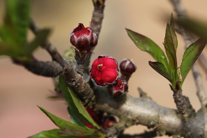 Ngẩn ngơ “sét đánh” với giống đào quý hiếm giá hàng trăm triệu ảnh 2