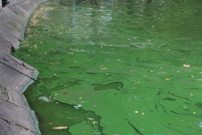 Hà Nội: Xuất hiện váng xanh ghi tảo độc tại hồ Hoàn Kiếm ảnh 1