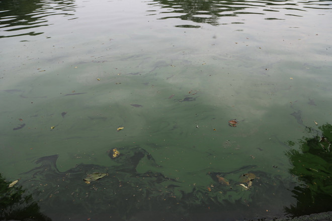 Hà Nội: Xuất hiện váng xanh ghi tảo độc tại hồ Hoàn Kiếm ảnh 2