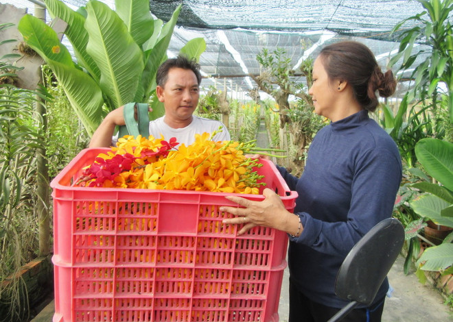 Trồng hoa lan Mokara cho thu nhập tới 50 triệu đồng mỗi tháng ảnh 1