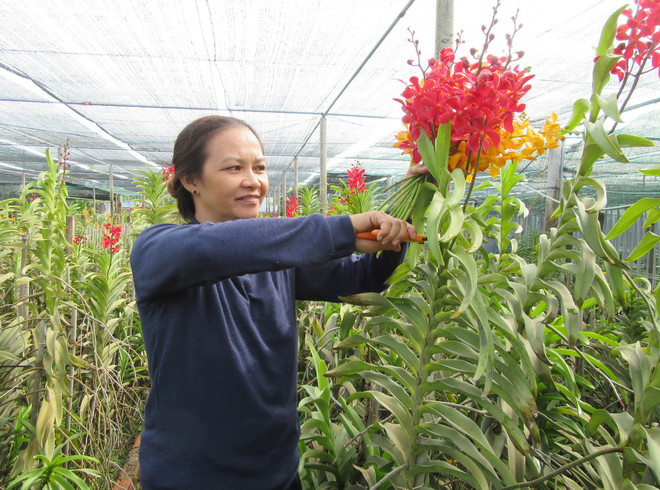 Trồng hoa lan Mokara cho thu nhập tới 50 triệu đồng mỗi tháng ảnh 2