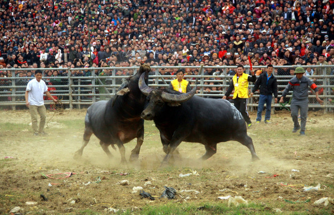 Không cho phép tổ chức các lễ hội chọi trâu mới, có tính thương mại ảnh 1