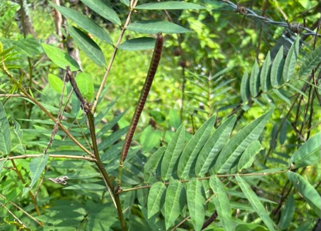 Ăn hạt muồng tây chữa bệnh, hai vợ chồng bị ngộ độc, liệt toàn thân ảnh 1