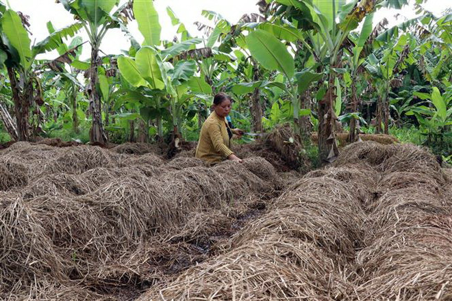 Tái sử dụng rơm rạ, gia tăng giá trị cây lúa ở Đồng bằng sông Cửu Long ảnh 1