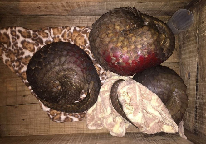 Mỗi ngày ENV tiếp nhận 4 đến 5 vụ vi phạm về động vật hoang dã ảnh 1