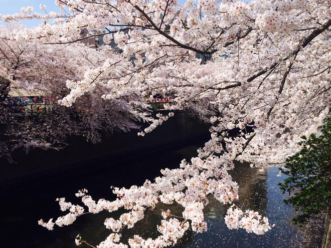 Chu du Tokyo-Núi Phú Sĩ-Nikko-Fukushim 5 ngày chỉ 28,99 triệu đồng ảnh 1