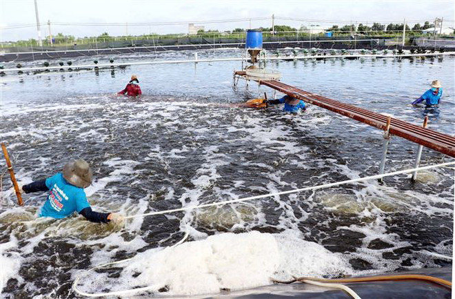 Phát triển bền vững nghề nuôi tôm tại Đồng bằng sông Cửu Long ảnh 2