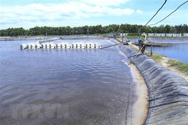 Trang trại nuôi tôm thẻ chân trắng. (Ảnh: Vũ Sinh/TTXVN) Phát triển bền vững nghề nuôi tôm tại Đồng bằng sông Cửu Long ảnh 2