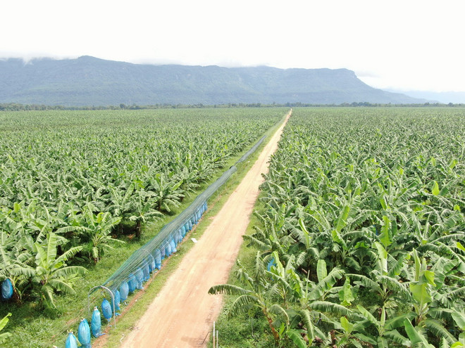 Một vườn chuối của HNG. (Nguồn: Vietnam+) HNG phát triển sản xuất nông nghiệp quy mô lớn trên nền tảng hữu cơ ảnh 1