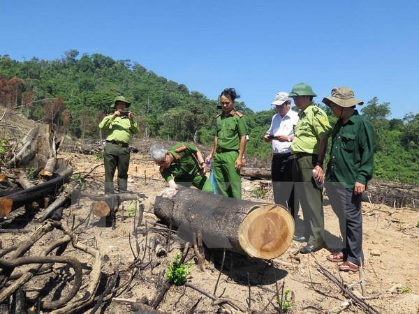 Khởi tố vụ án hình sự hủy hoại hơn 44ha rừng tự nhiên tại Bình Định ảnh 1