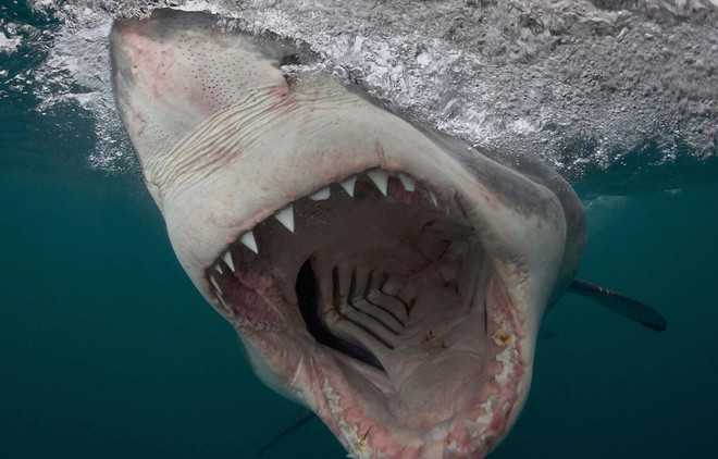 Australia: Cá mập tấn công người đang bơi trên sông Swan ảnh 1